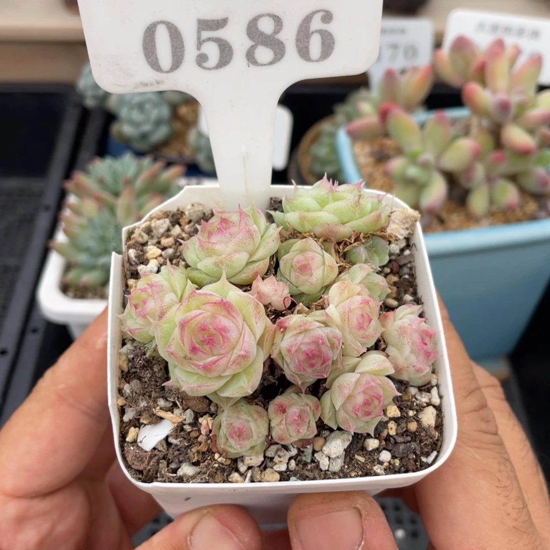 0586潘多拉不带盆7厘米