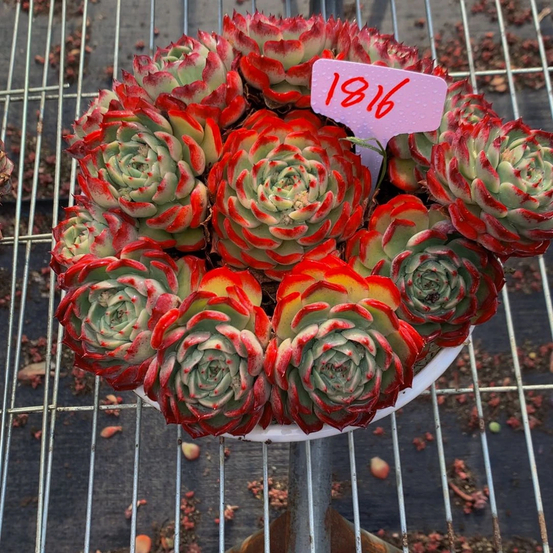 1816-30-65一物一拍