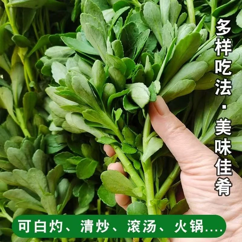 养心菜救心菜救心草费菜高钙菜景天三七费菜新鲜蔬菜可食用可种植