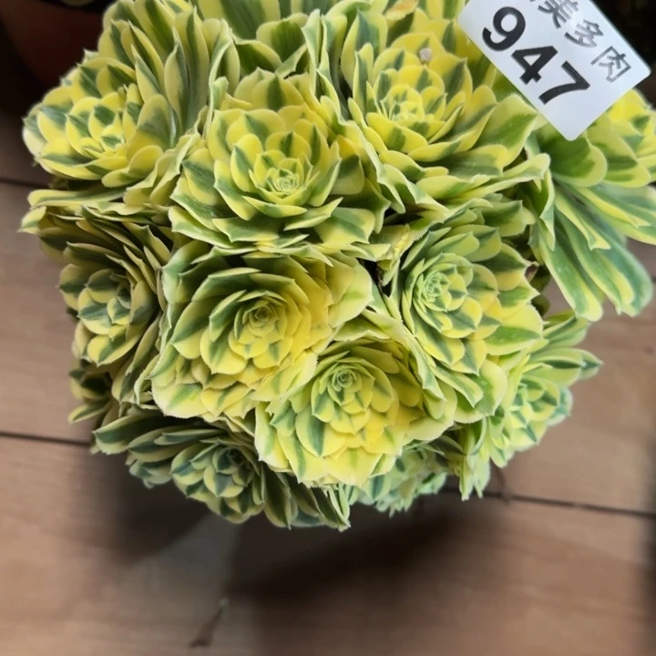 爱****姥迈巴赫丛林947肉肉