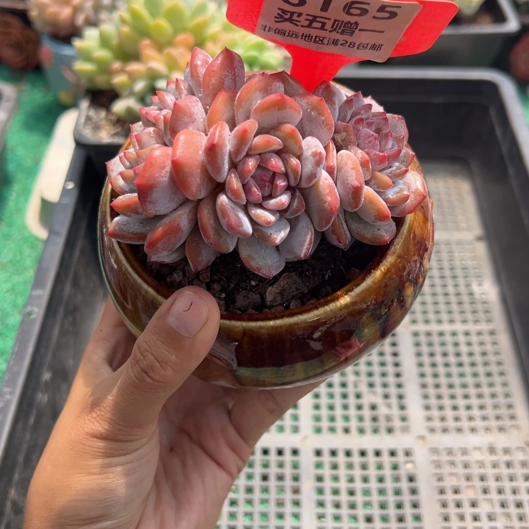 表妹精品多肉植物6165.