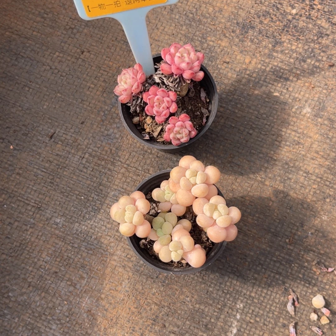 云尘多肉一物一拍89，