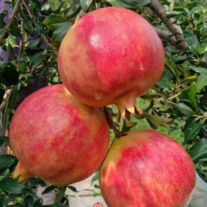 礼盒装-送礼-四川凉山会理突尼斯软籽石榴-新鲜鲜甜多汁饱满爆汁