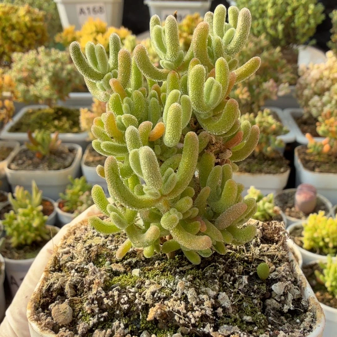 A197白闪光枝干一物一拍