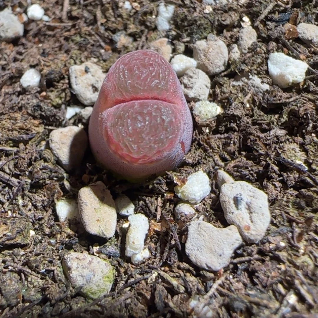 肉锥多肉植物组合-泰坦峡谷