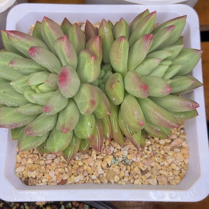 一物一拍，米其林多肉。