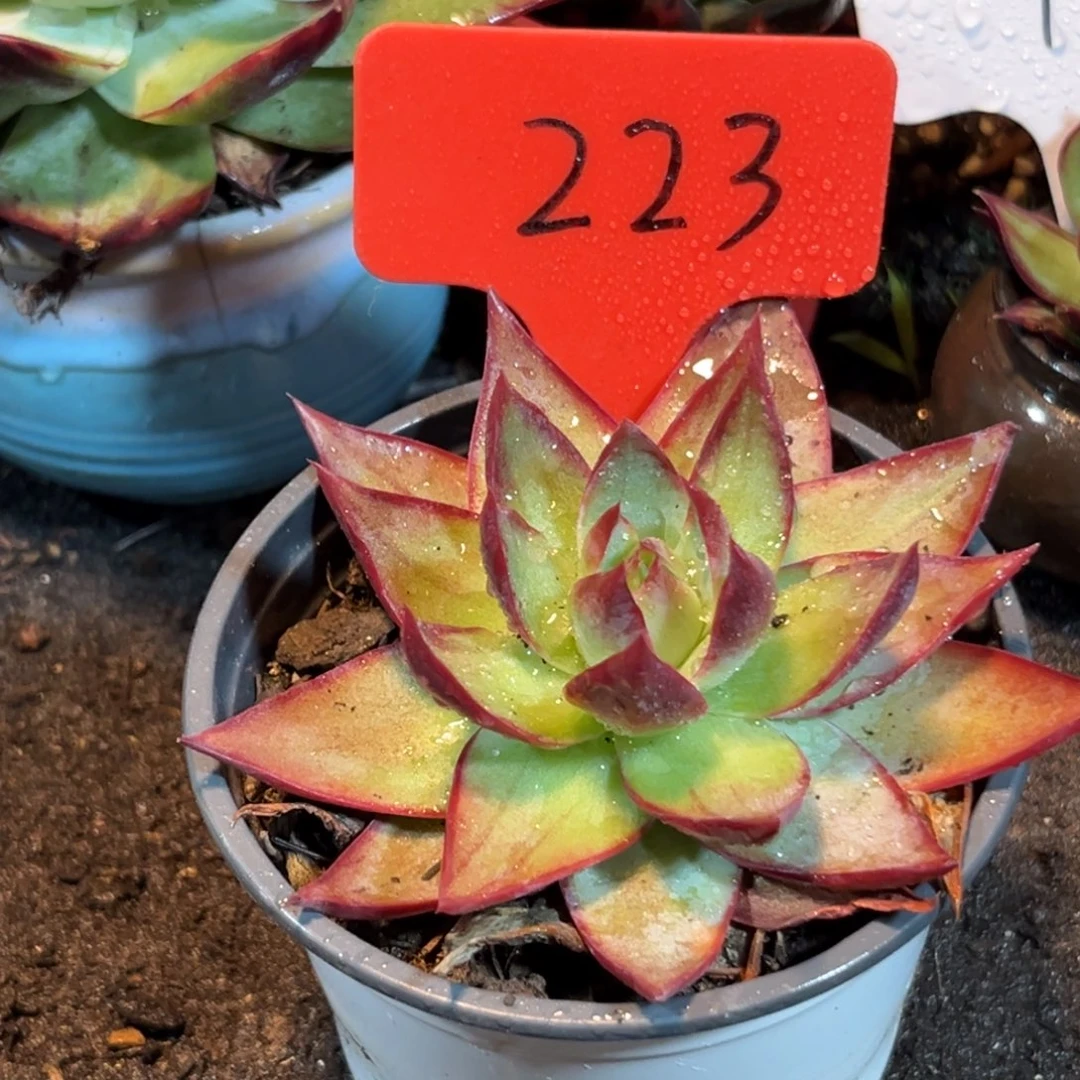 惊鸿仙子多肉植物223
