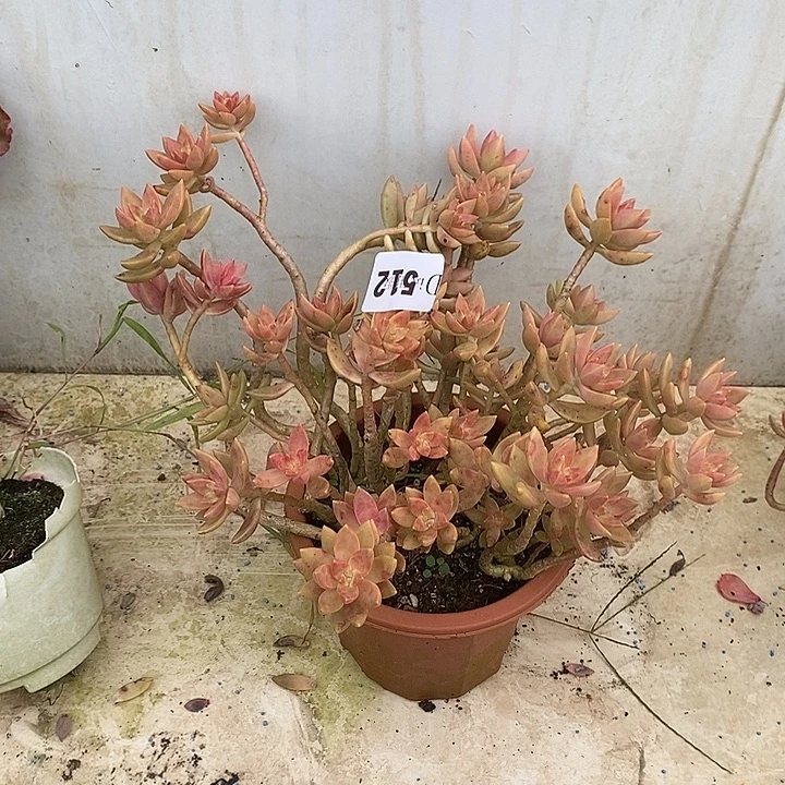 易***仙512布丁多肉植物多肉