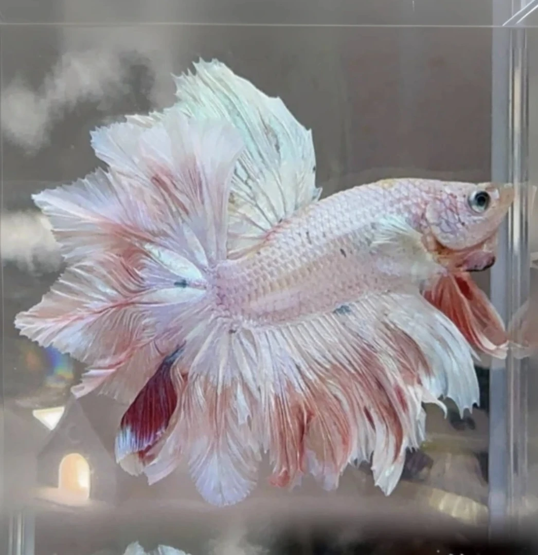 C12（265-288）精品泰国斗鱼小型热带观赏鱼（直播间选鱼）