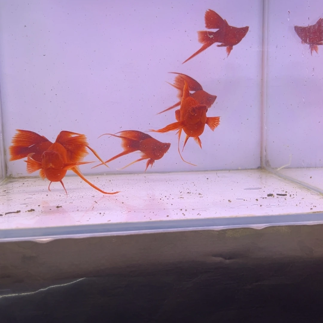 浪***花红剑鱼燕尾红箭球