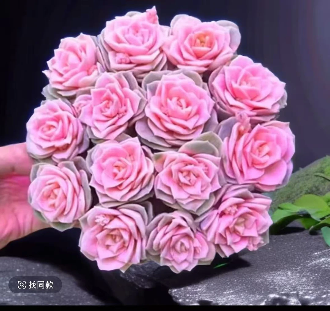 X戴安娜玫瑰 云南基地直发 绿植盆栽 带盆带土