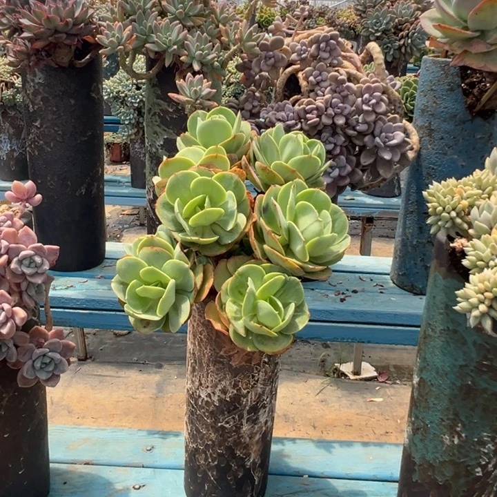 精品碧桃群生 裸根