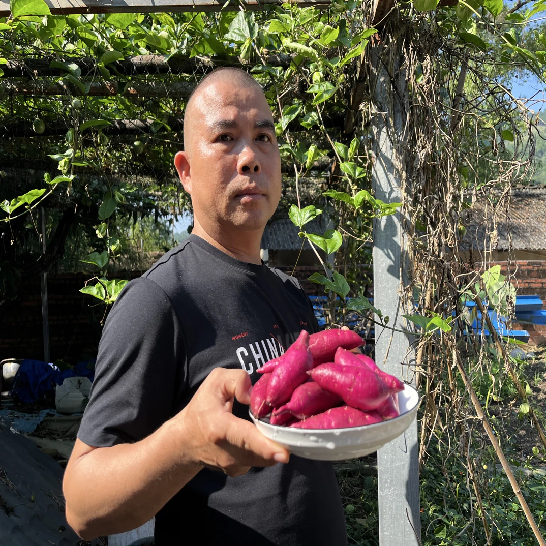 广西农家新鲜紫红薯