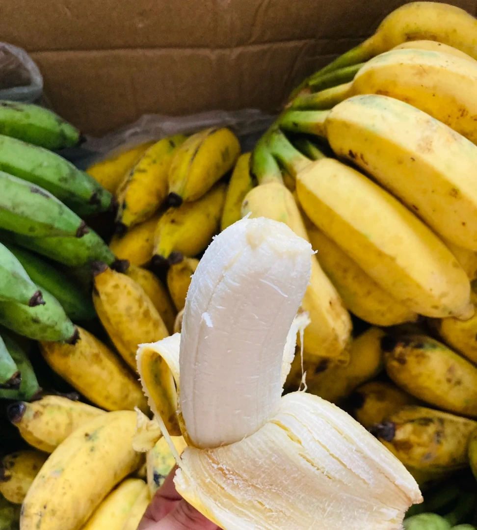 芭蕉云南原生态露天