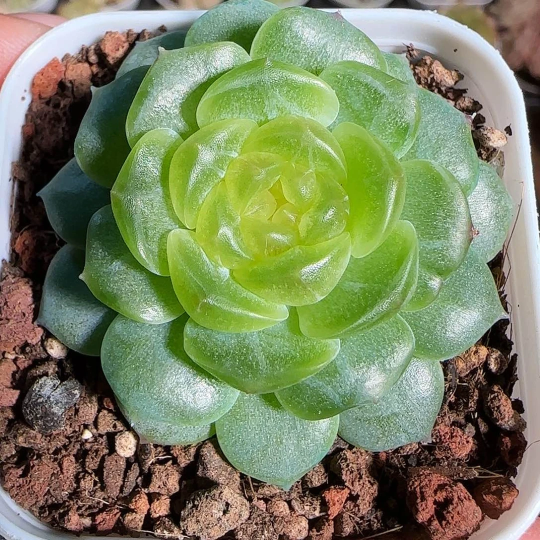 1120------16无尽灯