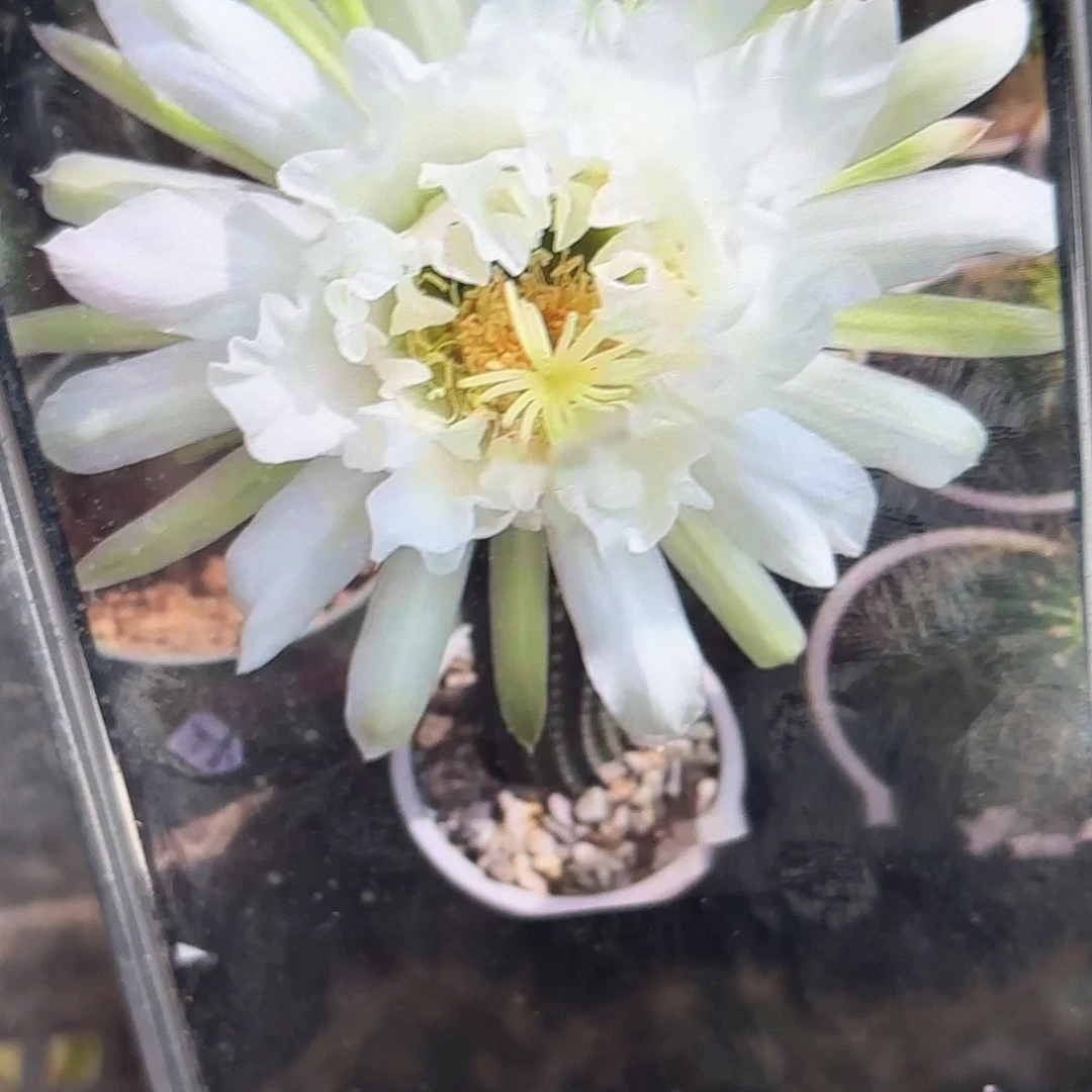 鹦鹉毛侧牙20包邮6花