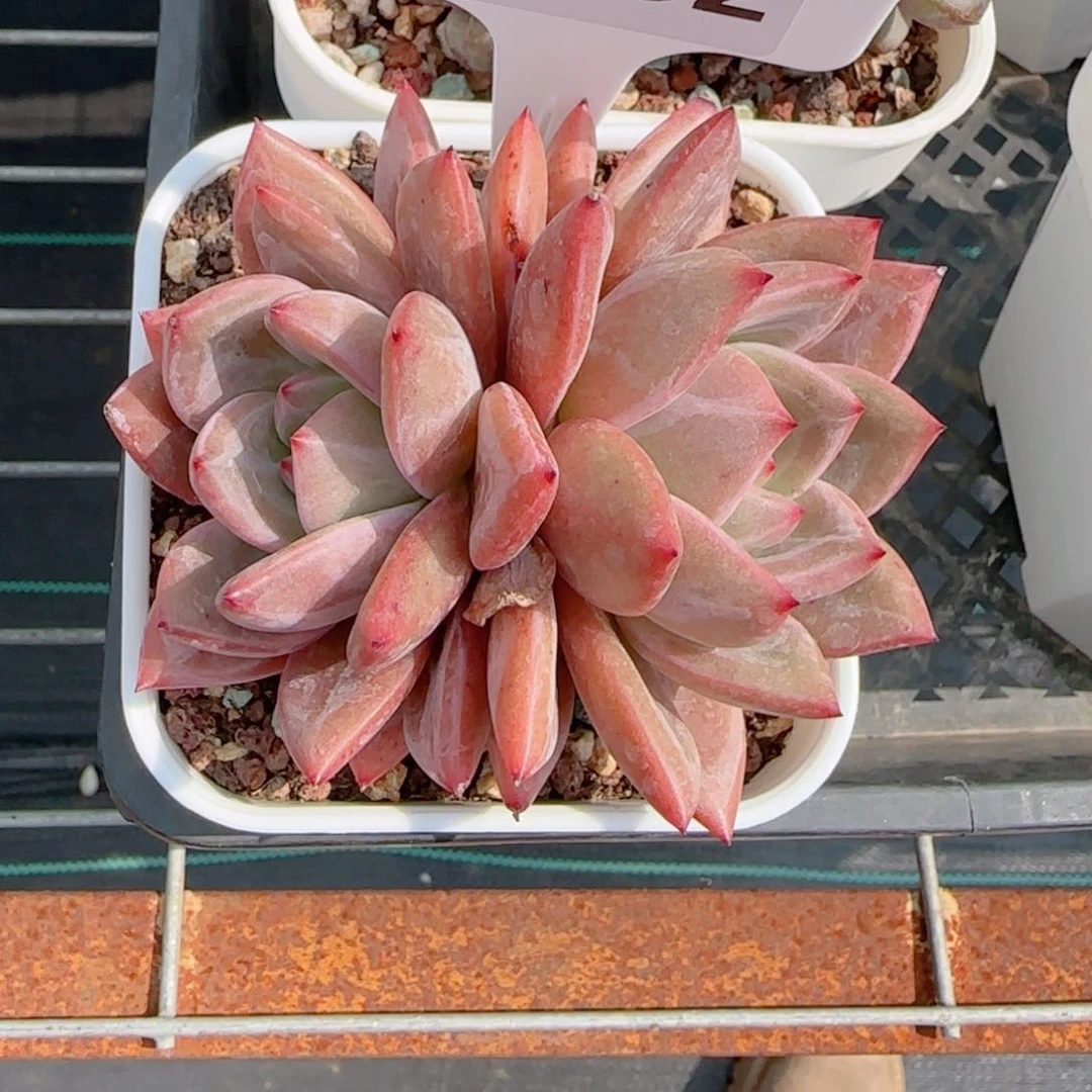 ＂***?多肉植物0832……@kkkk