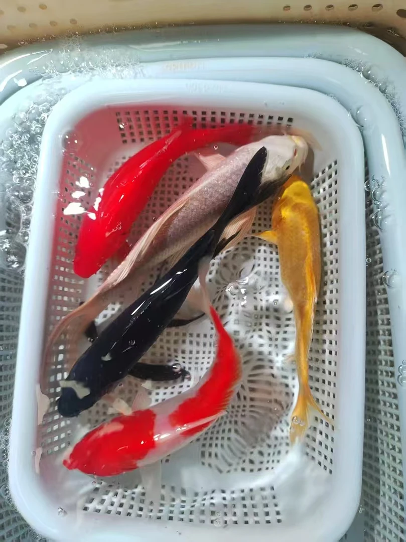 【大5福】15-18cm黄1红草1黑1红白1三色1观赏锦鲤冷水金鱼活鱼耐活