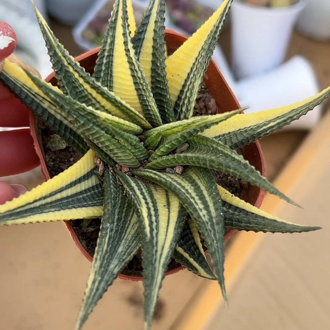 多肉植物琉璃殿锦