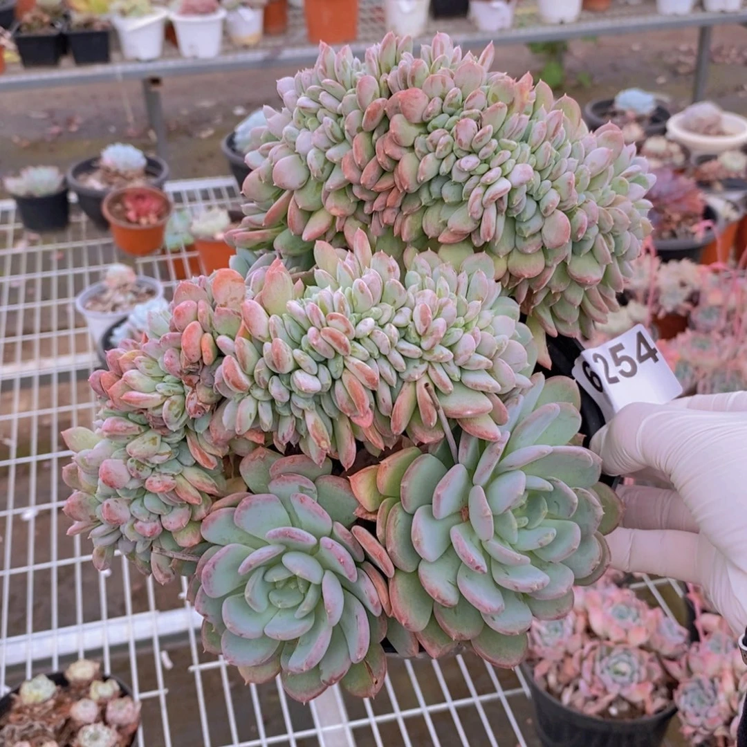 6254玛瑙缀化一物一拍