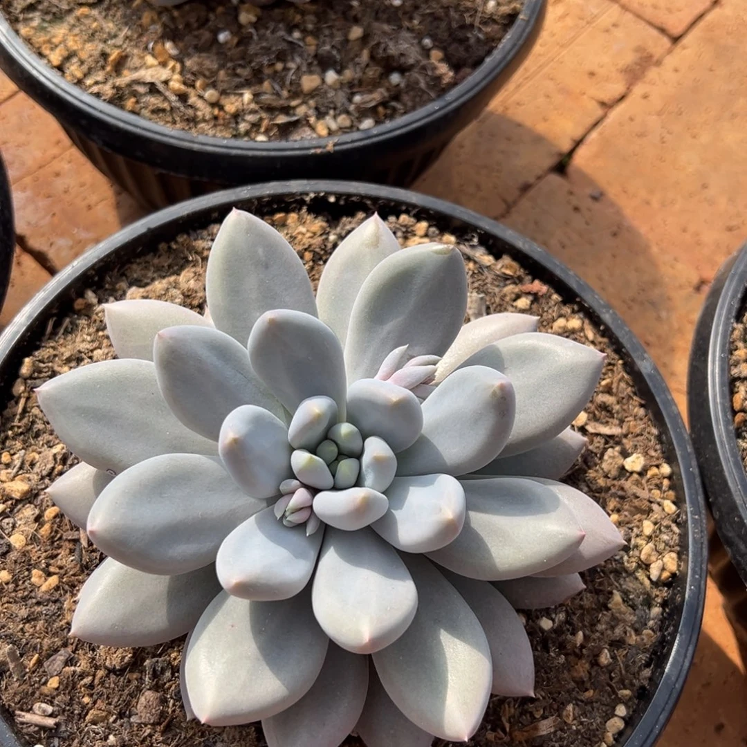 11261111111111111111发货