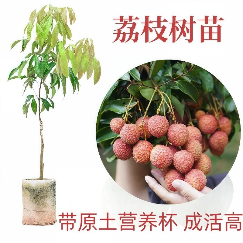 原土带叶正宗无核冰荔等品种荔枝树苗盆栽庭院种植当年结果