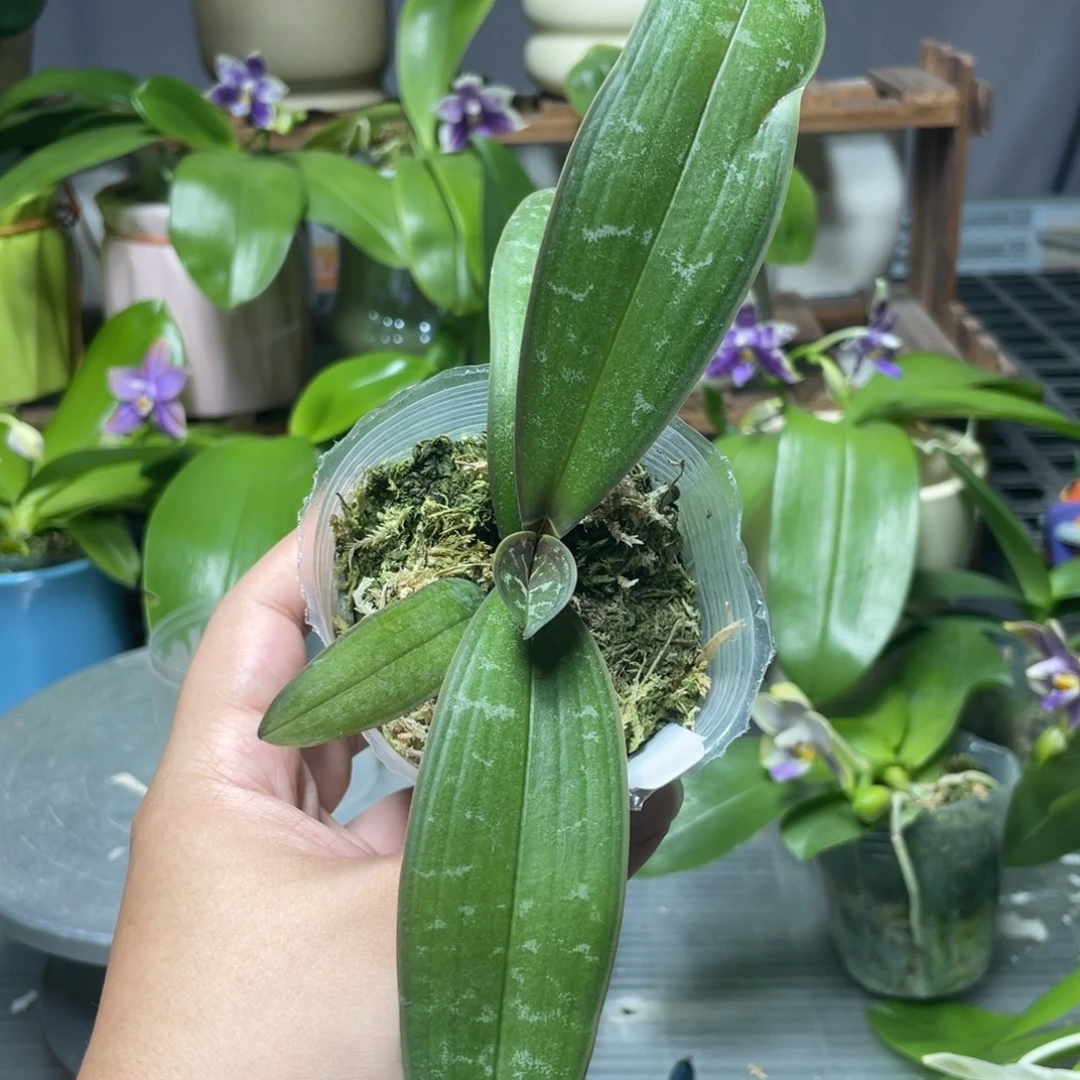 完全开放888香黄史，2.5杯苗1棵，根不多