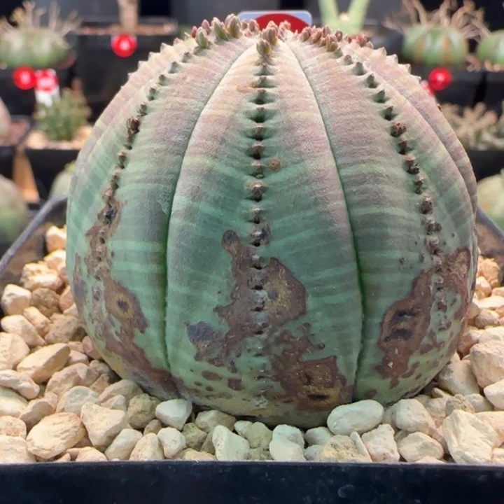 54号（欧系布纹八年老球）实生带盆（尺寸直径）-（ 6.3 ）厘米