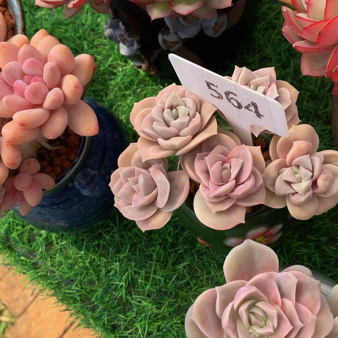 靜*可爱玫瑰多肉植物626272