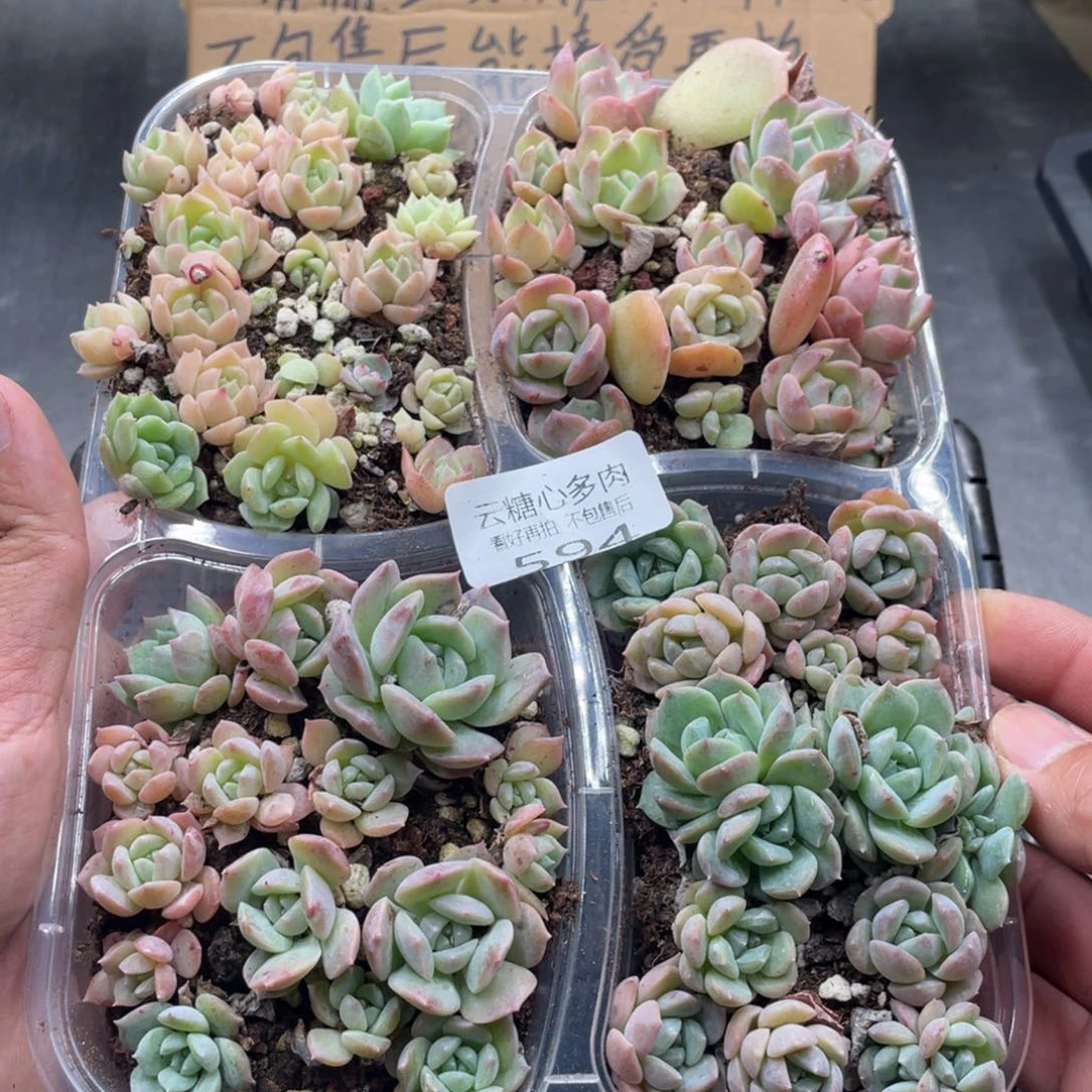 云糖心多肉植物594