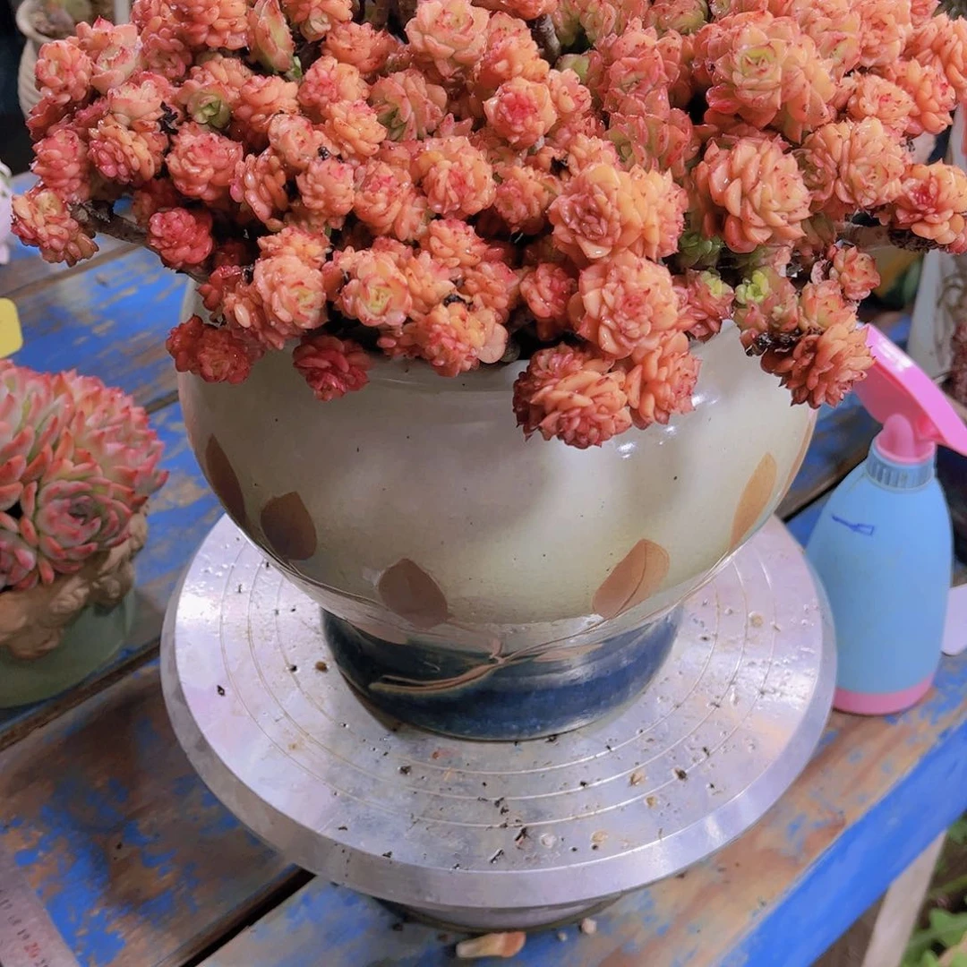 红陶蓦*～多肉植物保护研究所