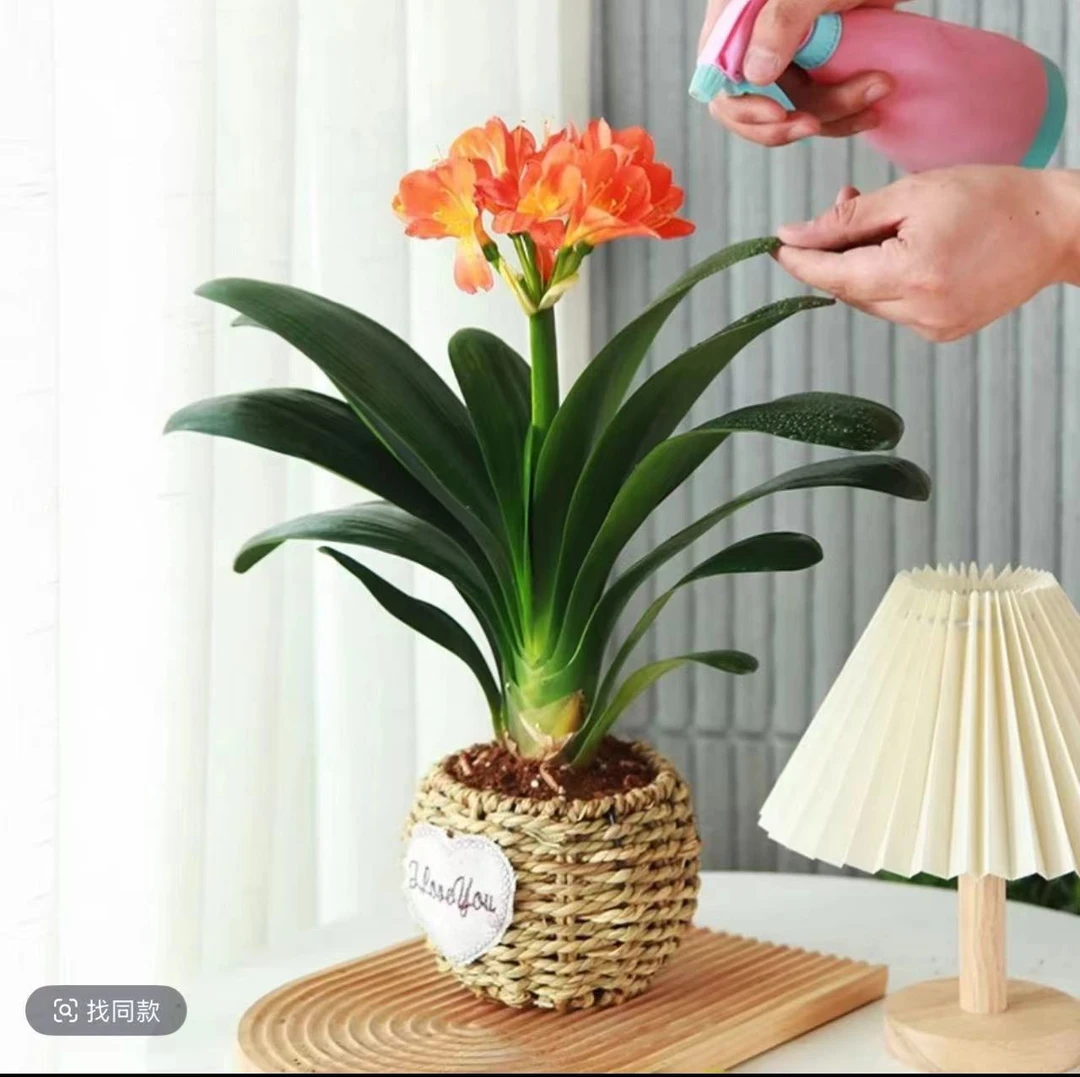 【橙黄色】带花带花剑高端君子兰   客厅阳台书房 高端绿植