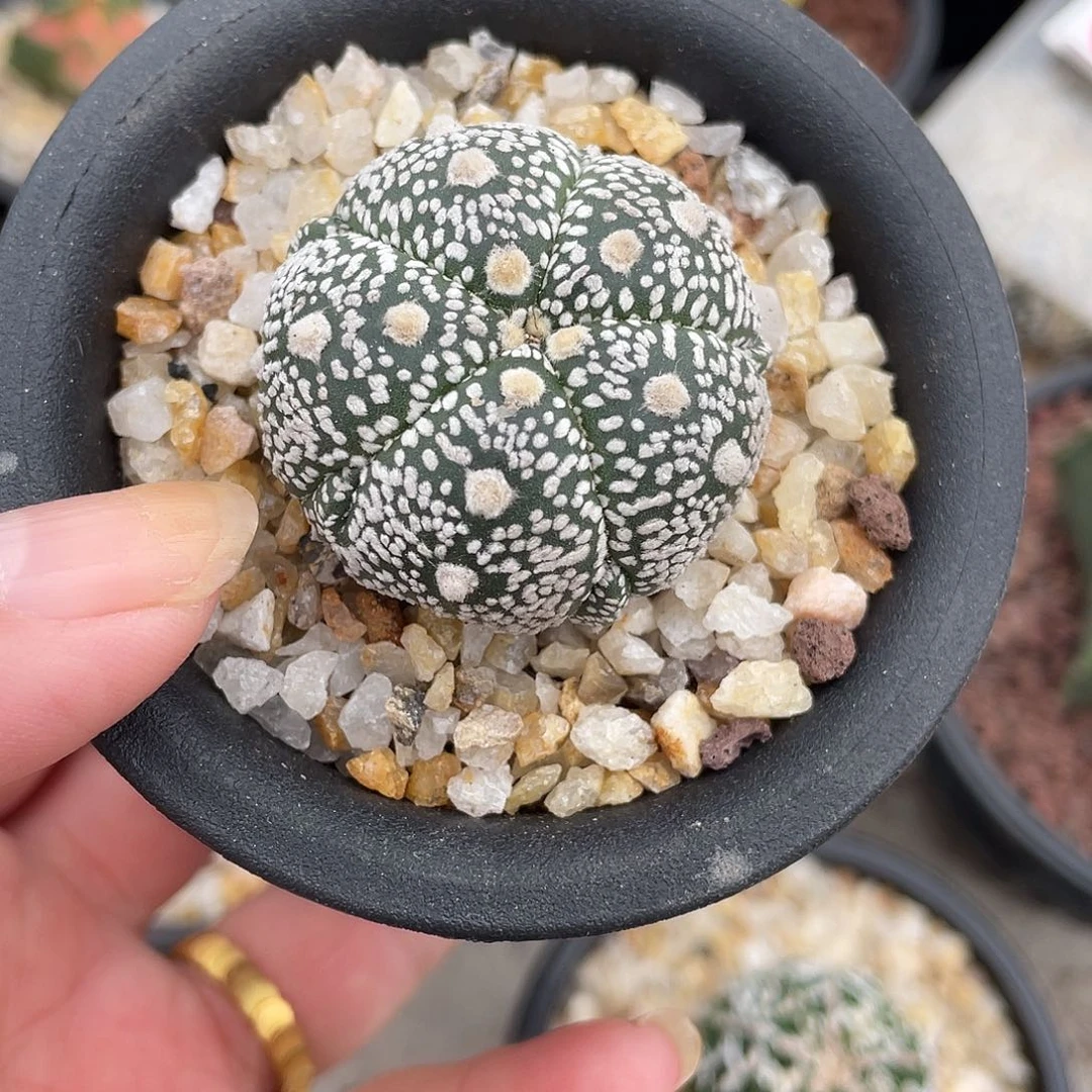 仙人球实生五复棱胖兜带盆