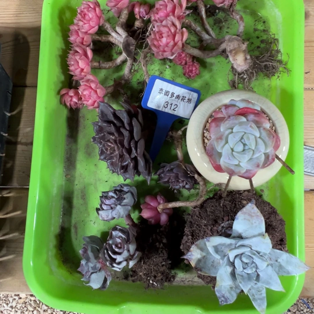 羚***主312号多肉组合脱土发货