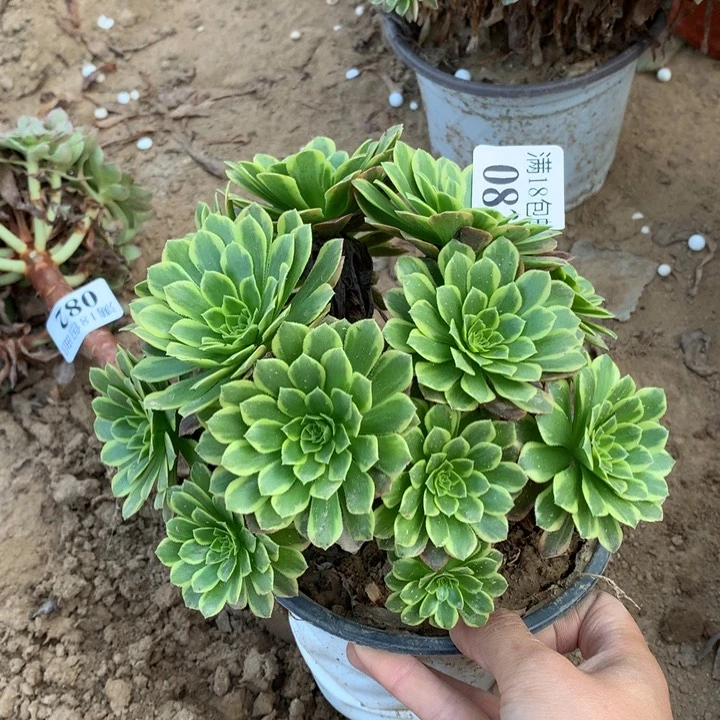 083朝霞绣球1号棚