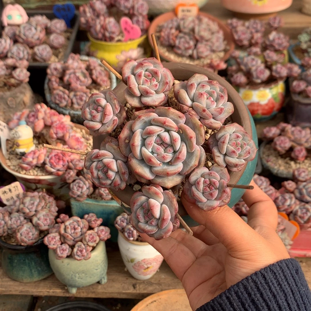 哈哈哈哈哈哈哈哈8