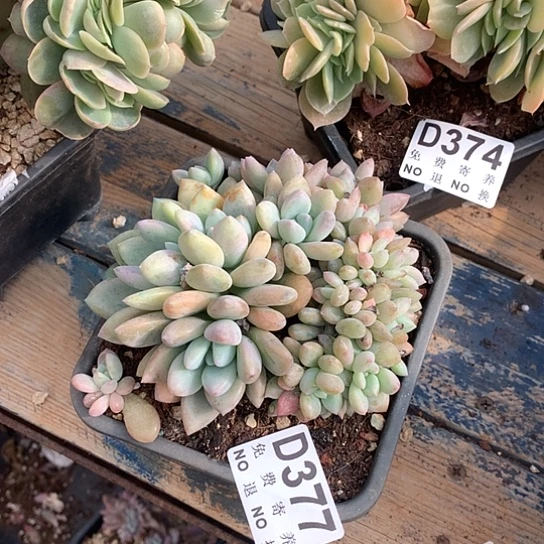 奥普琳娜缀化377 亏本处理退款拉黑7-8天发货