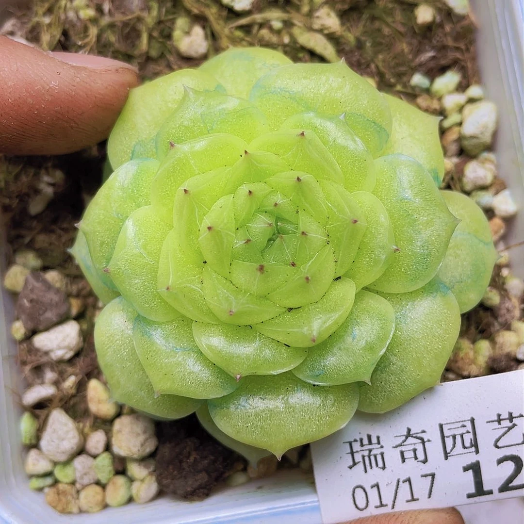 000000000000012量拍