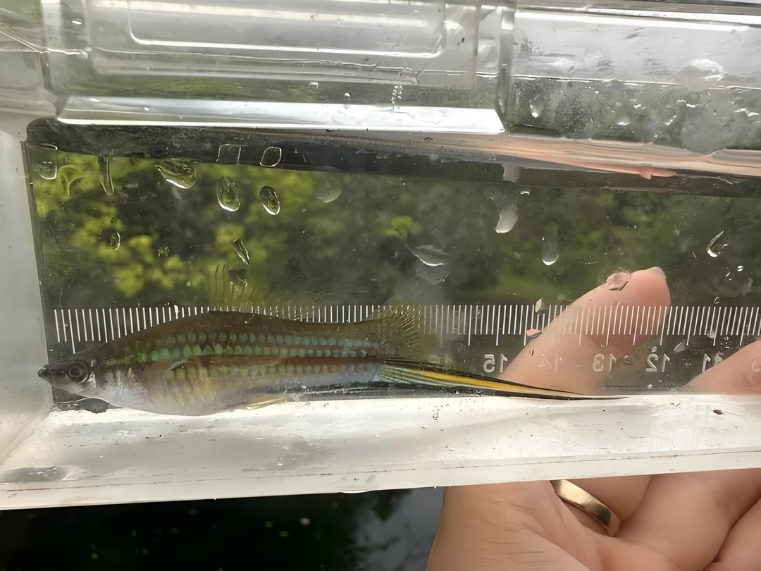 青剑尾小型观赏鱼原生鱼冷水鱼吃蚊虫除油馍