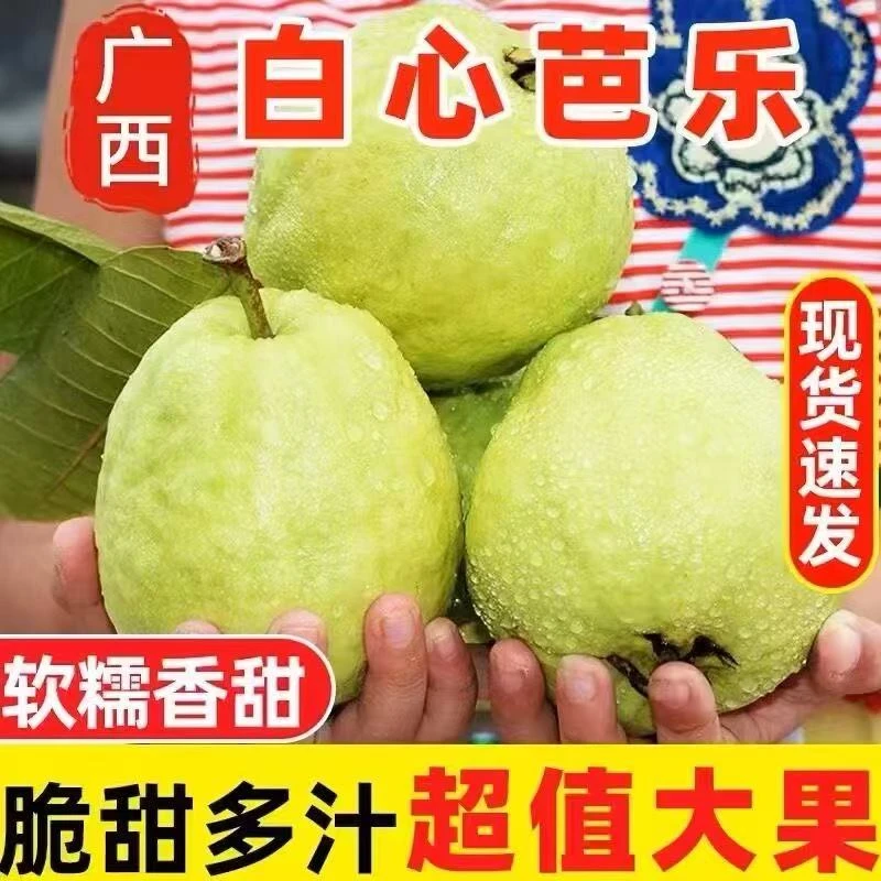 广西白心奶油芭乐现摘现发00