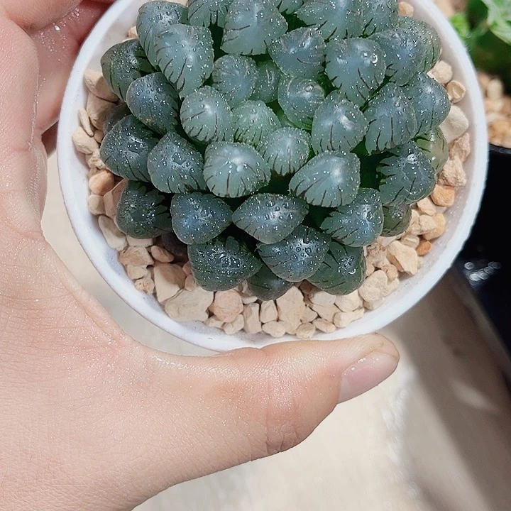 冰灯雨露精品十二卷