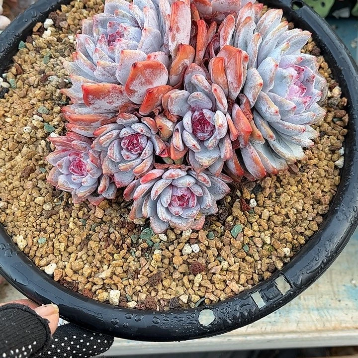 多肉植物一物一拍