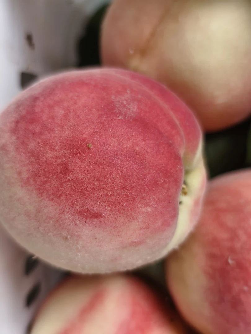 正宗产地直发新鲜现摘水蜜桃-8号脆软两吃爆汁超甜时令水果