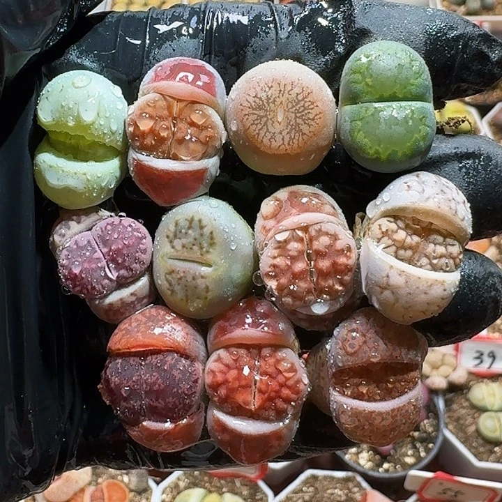 生石花1111111。  359