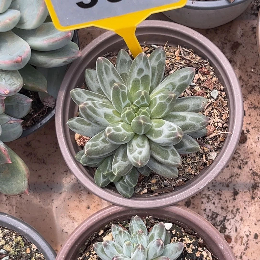 桃***夭多肉植物白体伊卡998