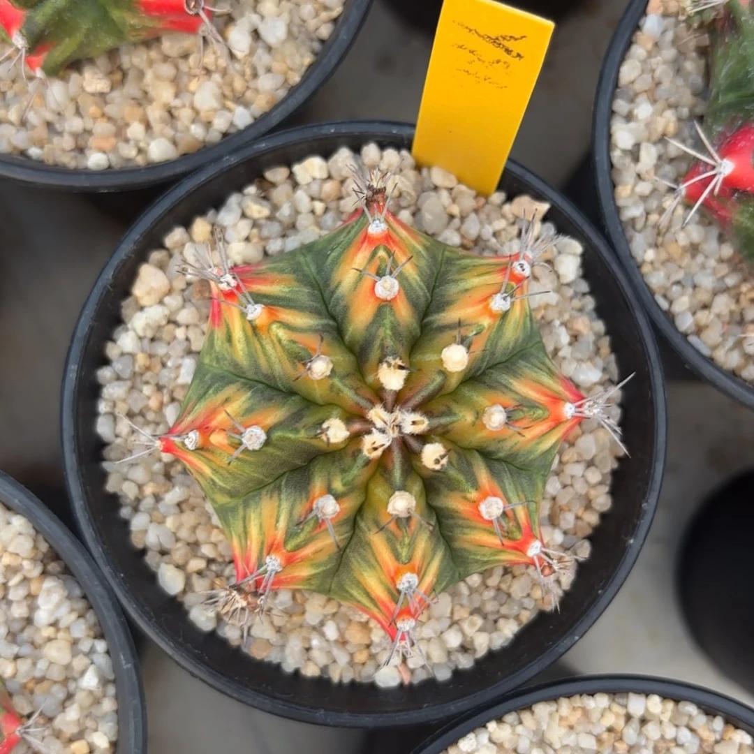 L534-1215泰国发货