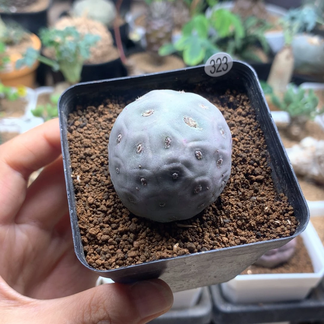 自根无刺习志野带盆