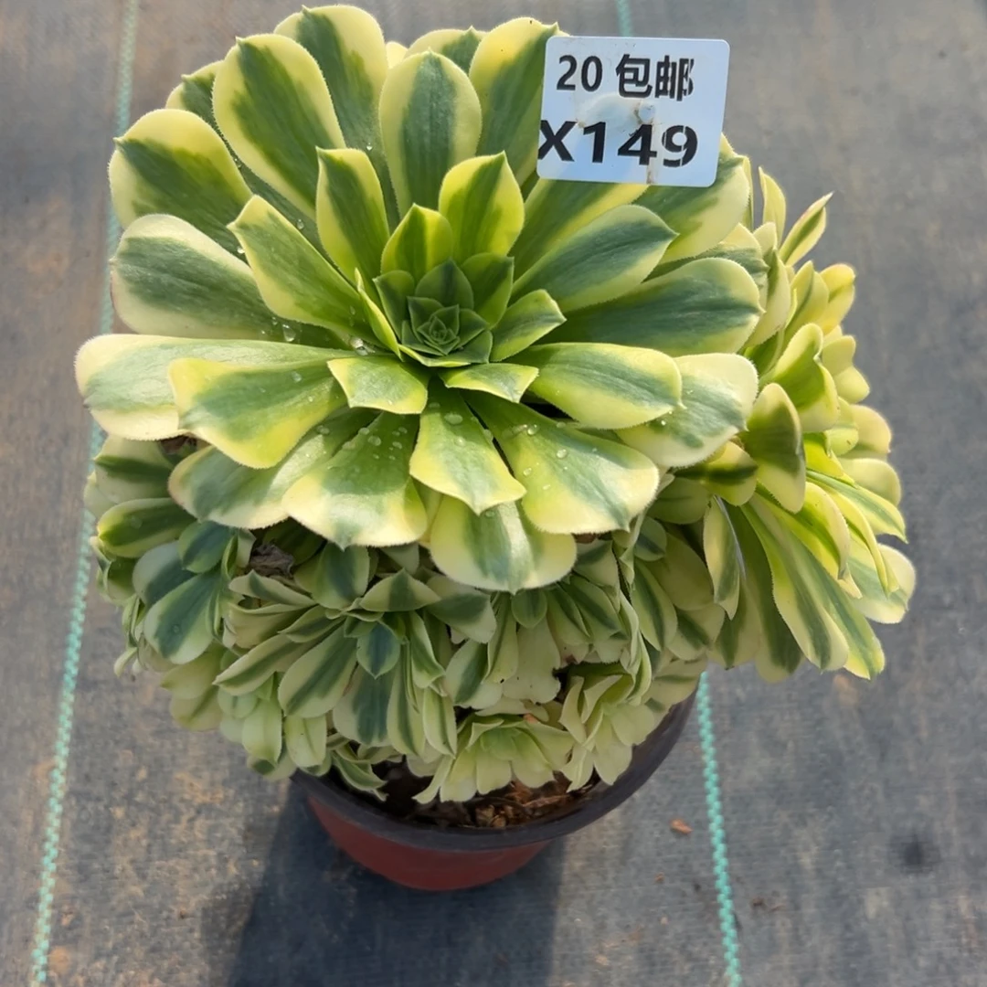 149金丝，满20包邮嘟叮熊