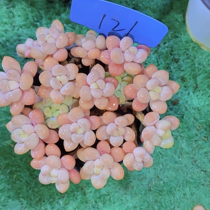 这个我就知道这点