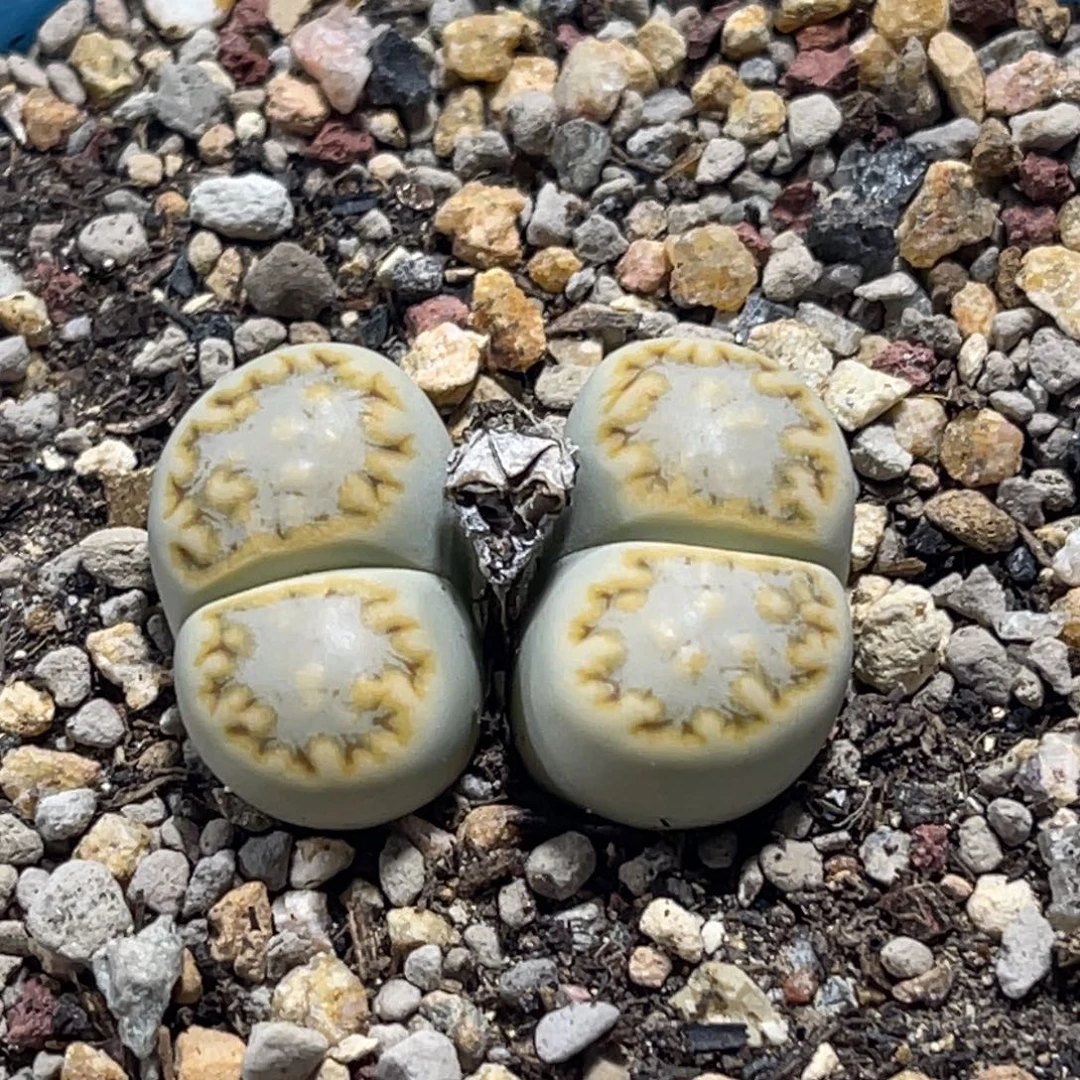 8120双头金边黄绿饼干一颗